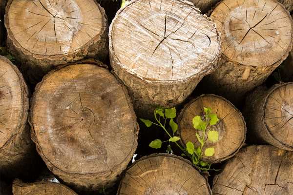 کشف ۱۰ تن چوب جنگلی قاچاق در قائم‌شهر